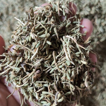 贵州野生金银花