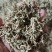 贵州野生金银花