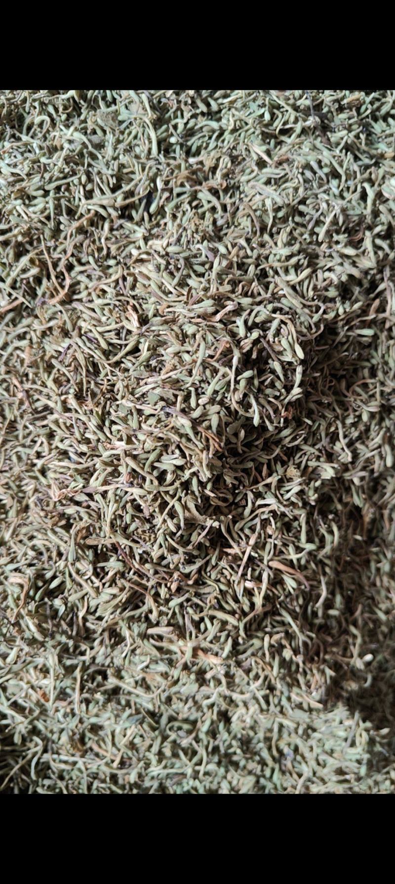 贵州野生金银花