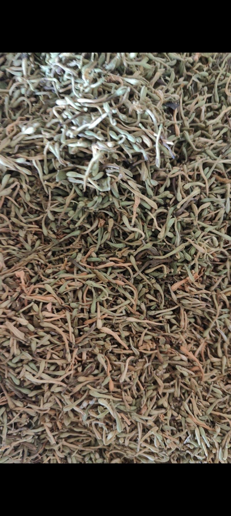 贵州野生金银花