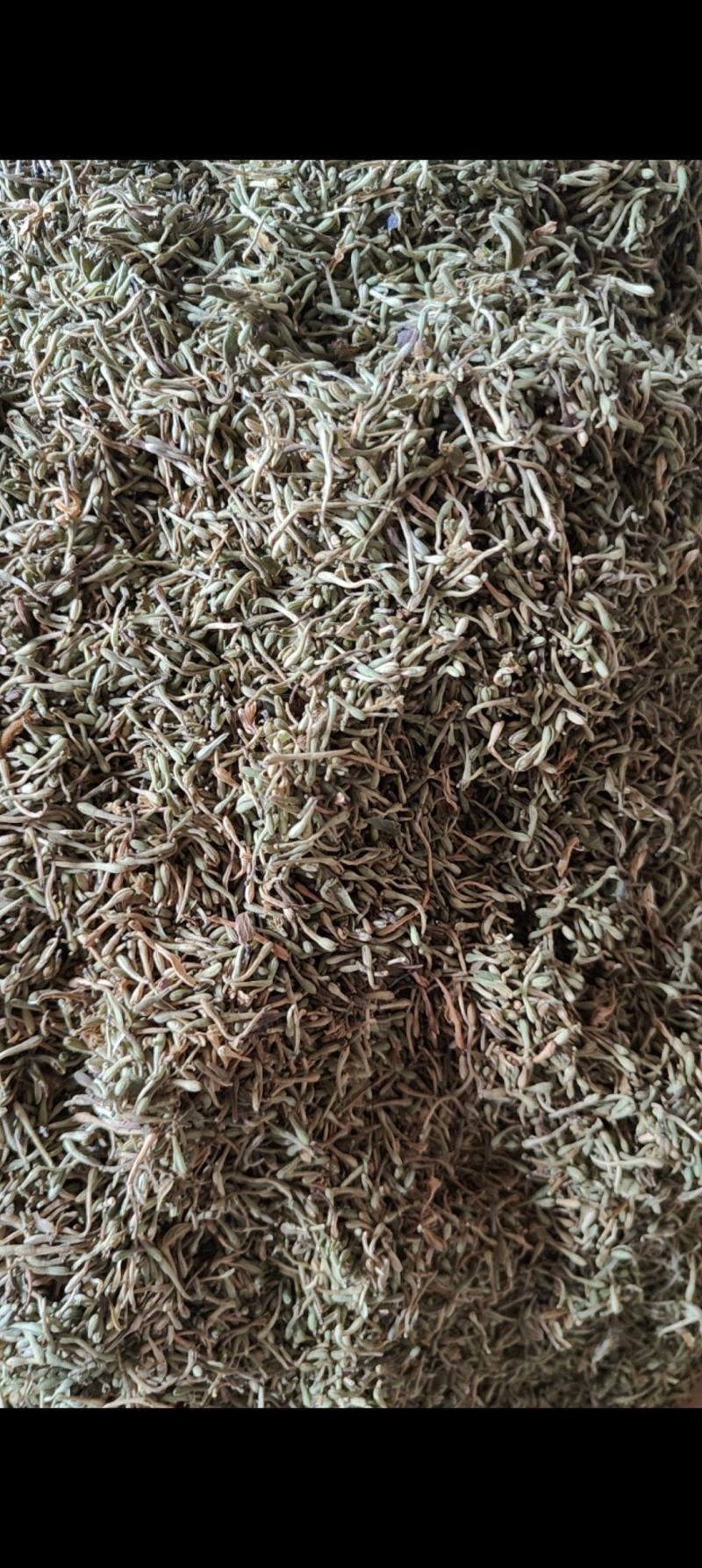 贵州野生金银花