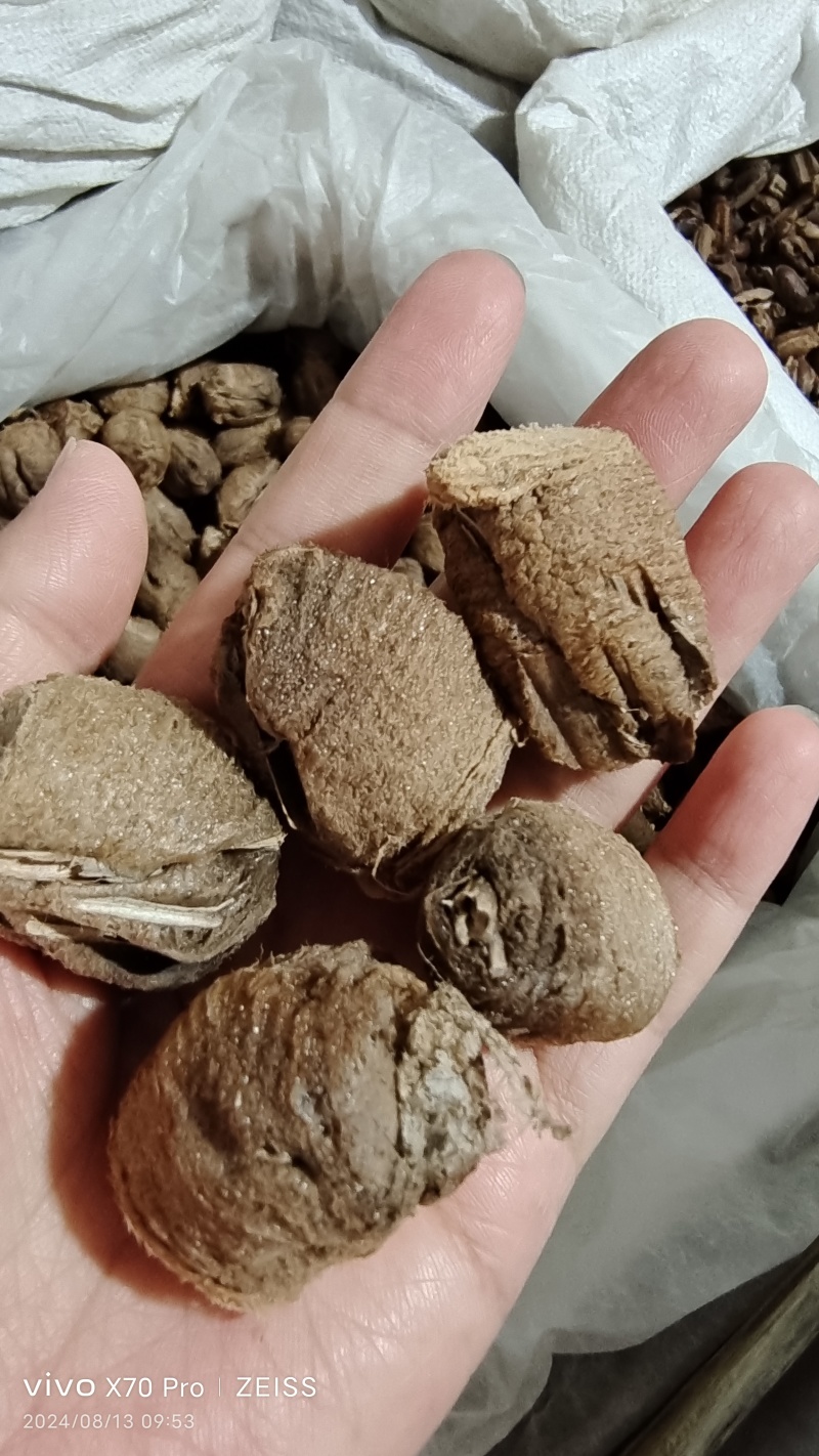 桑螵蛸各种规格干货一斤起包邮