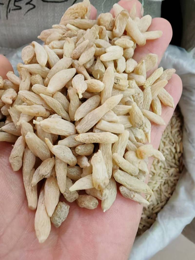 麦冬特价营养丰富超高性价比现货秒发