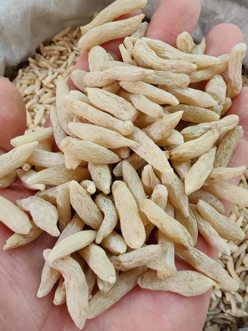 麦冬特价营养丰富超高性价比现货秒发