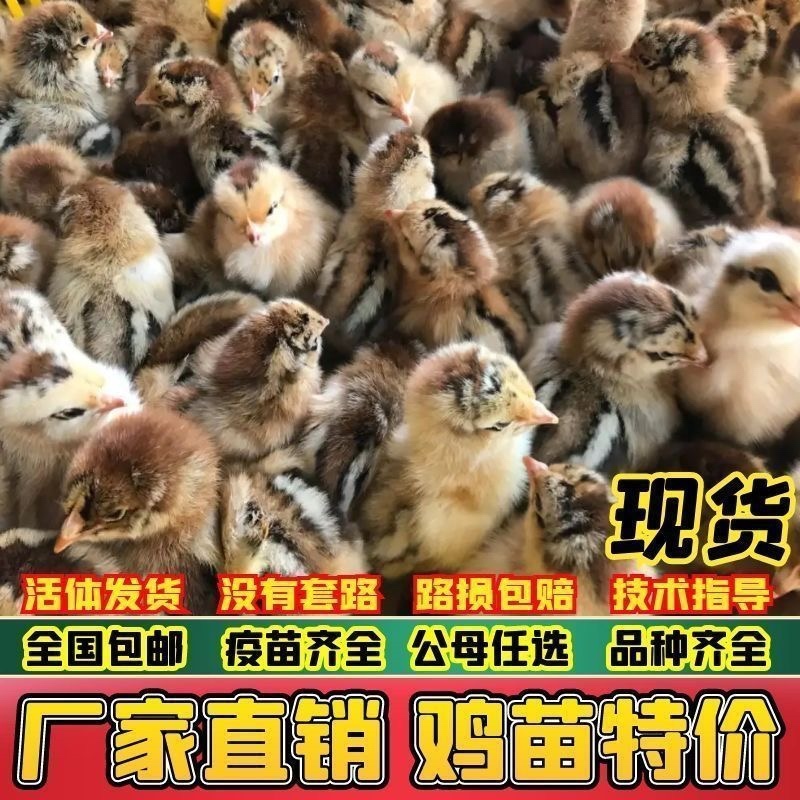湖州麻鸡苗包防疫包运输包成活率货到满意付款诚信服务