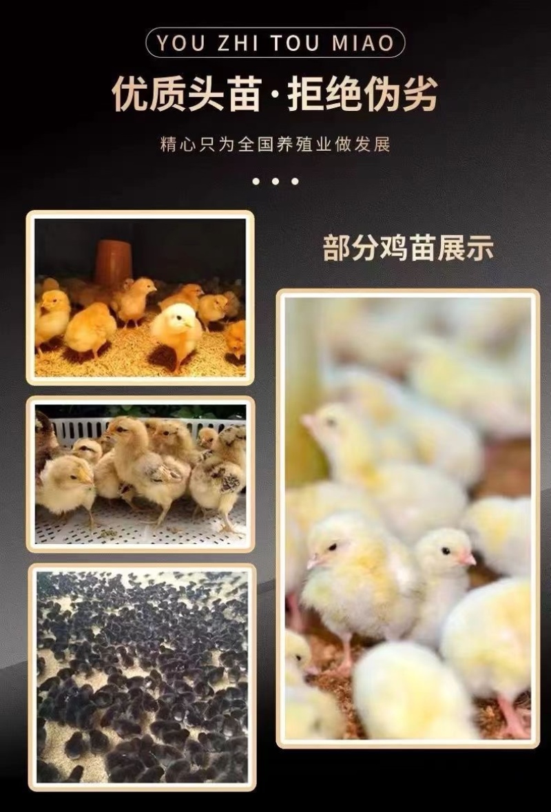 湖州麻鸡苗包防疫包运输包成活率货到满意付款诚信服务