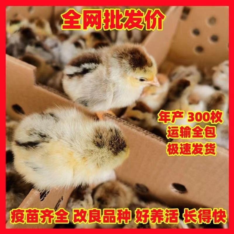 湖州麻鸡苗包防疫包运输包成活率货到满意付款诚信服务
