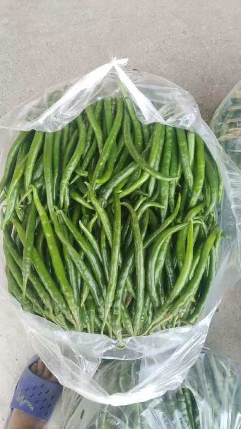 二荆条