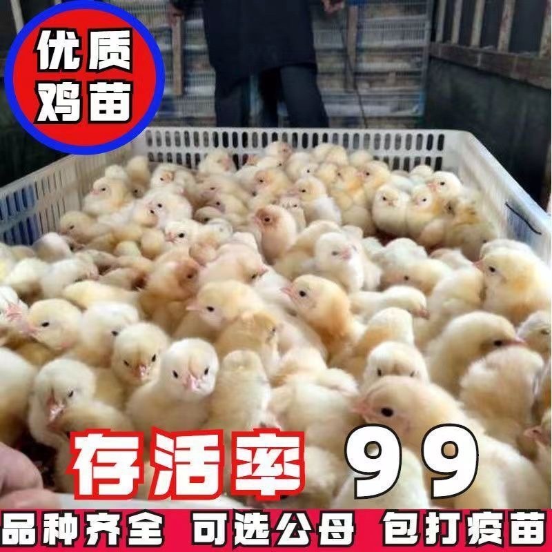宣城麻鸡苗包防疫包运输包成活率货到满意诚信服务