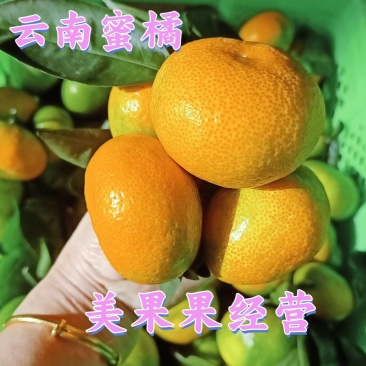 湖北蜜桔大量走货中果园看货发货一手货源电商商超社区团先