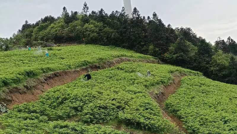 【优选】玉竹种苗，高海拔基地现货供应，对接批发价格优惠