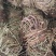大叶无叶鸡骨草新上市中药㧗一手货源量大忧惠