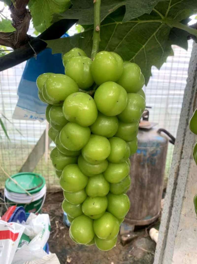 山东临沂阳光玫瑰葡萄大量供应代发全国量大从优欢迎来电