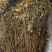 岩黄莲新货上市中药批发一手货源量忧惠