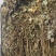岩黄莲新货上市中药批发一手货源量忧惠