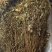 岩黄莲新货上市中药批发一手货源量忧惠