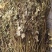 岩黄莲新货上市中药批发一手货源量忧惠