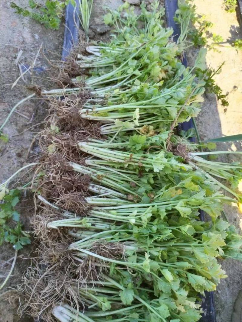 芹菜苗大量供应产地直发价格优惠品质保证欢迎来电