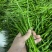 贵州悦枫尚品农业鸡爪椒
