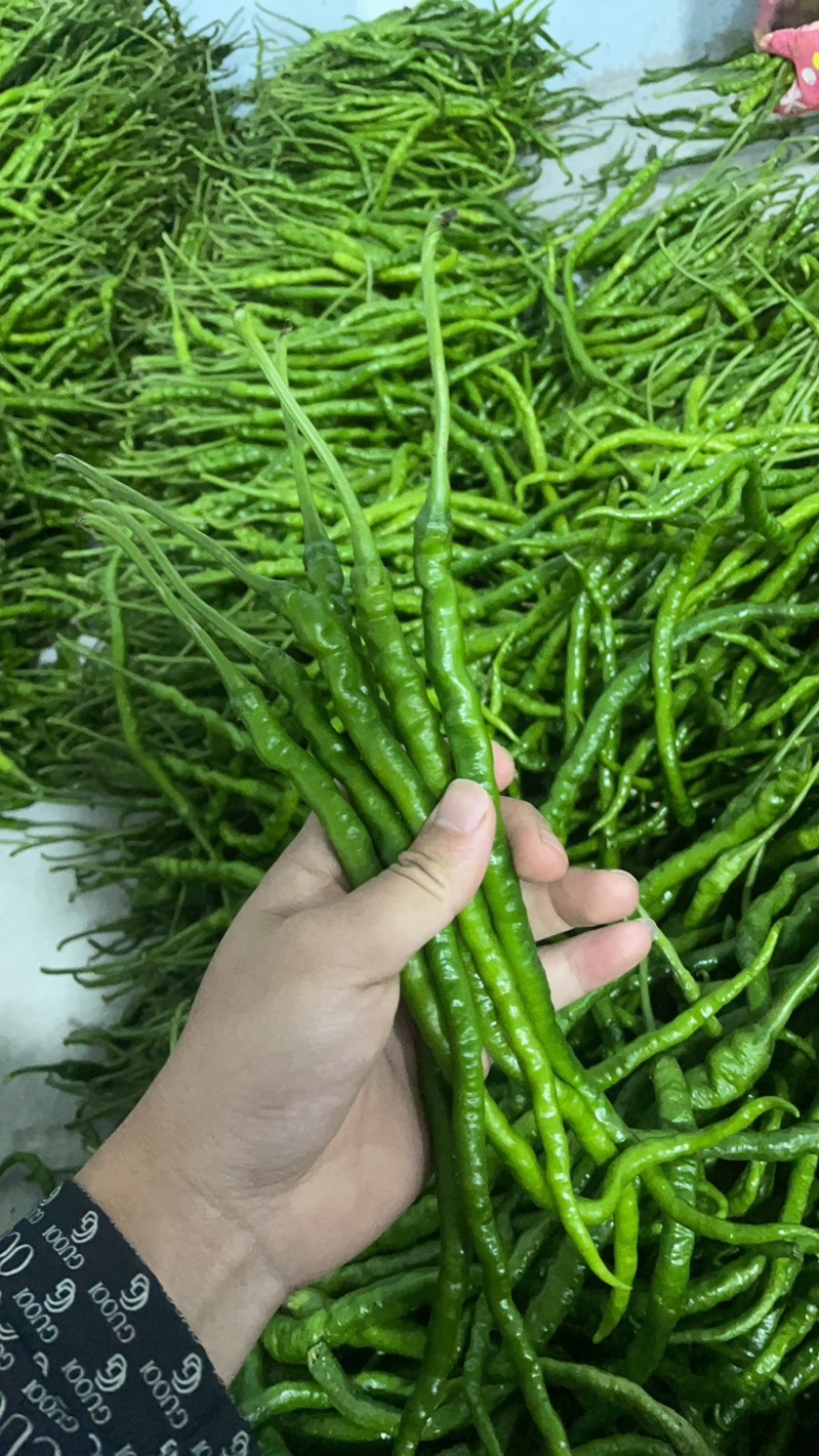 贵州悦枫尚品农业鸡爪椒