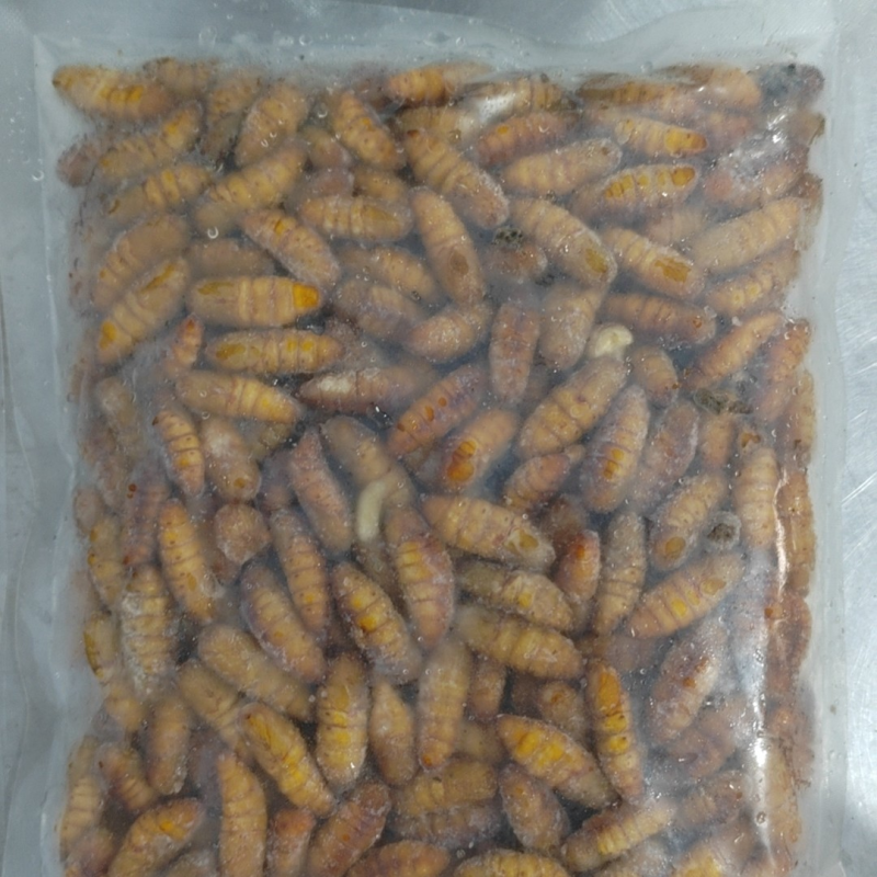 金丝蚕蛹A级B级C级鲜蚕蛹茧蛹常年批发零售量大从优