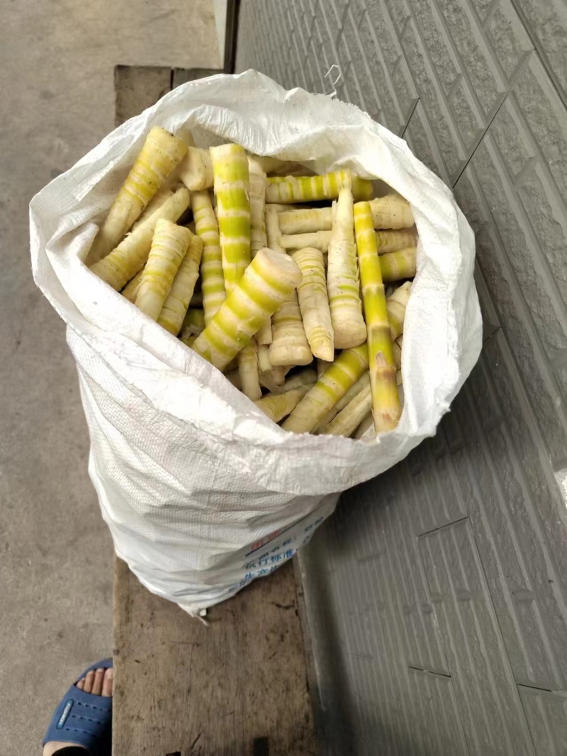 八月竹笋能大量搞的联系我