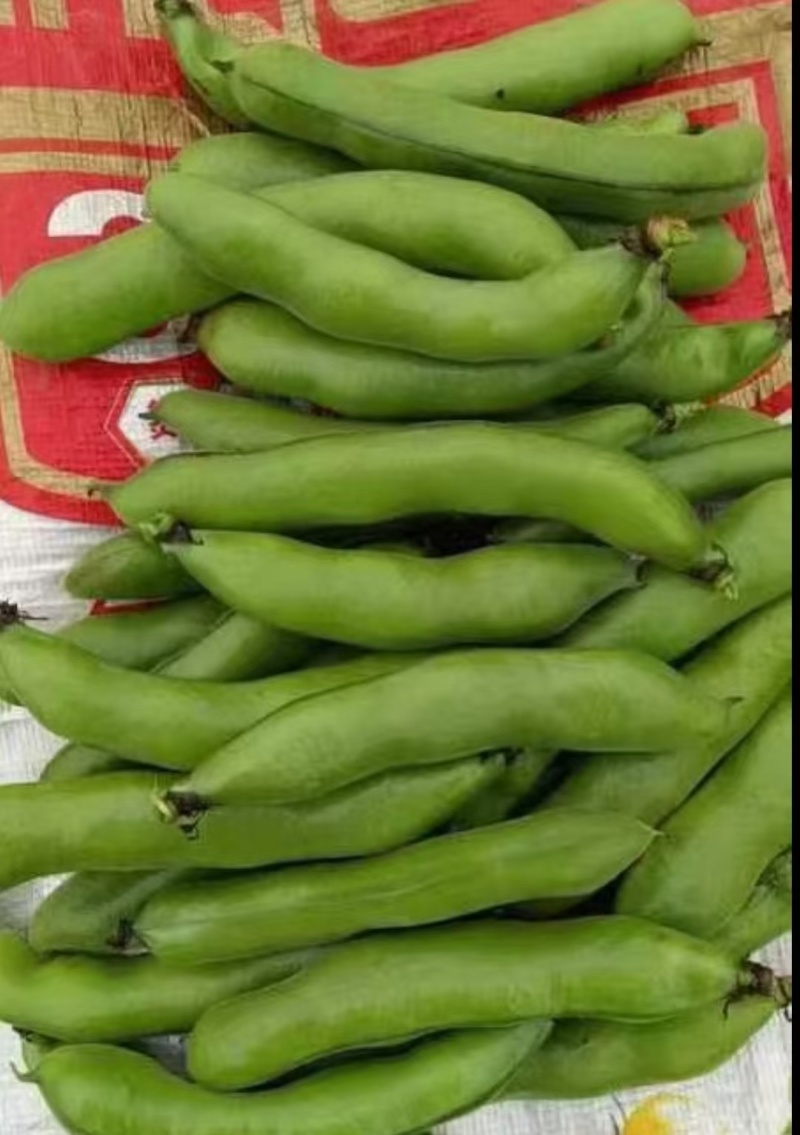 蚕豆