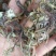 蒲公英，手选野生，带根全棵，高含量，支持在线下单