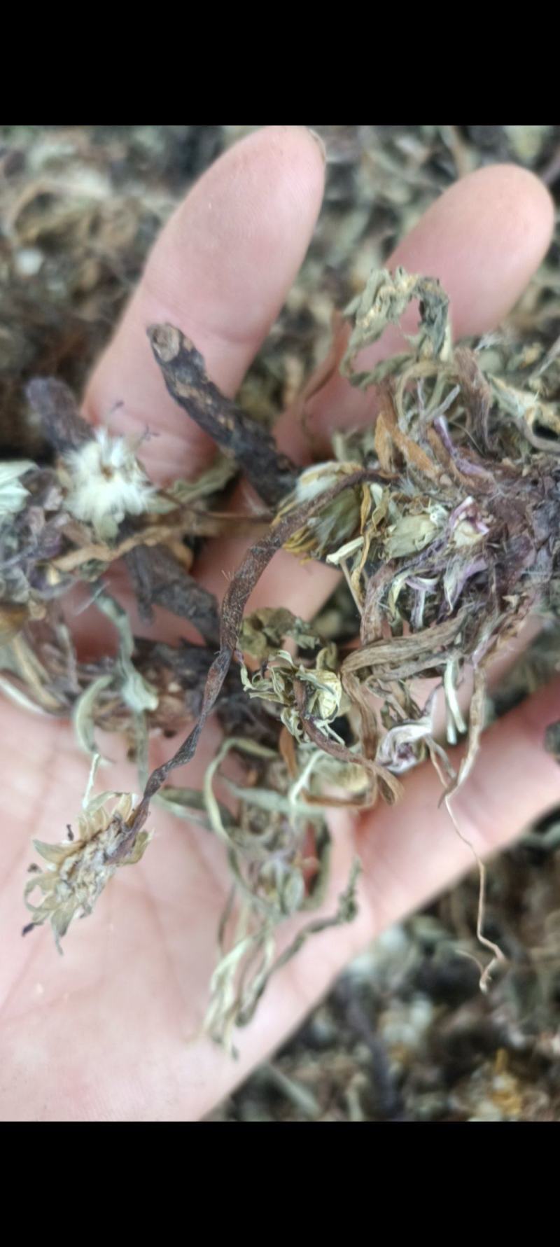 蒲公英，手选野生，带根全棵，高含量，支持在线下单