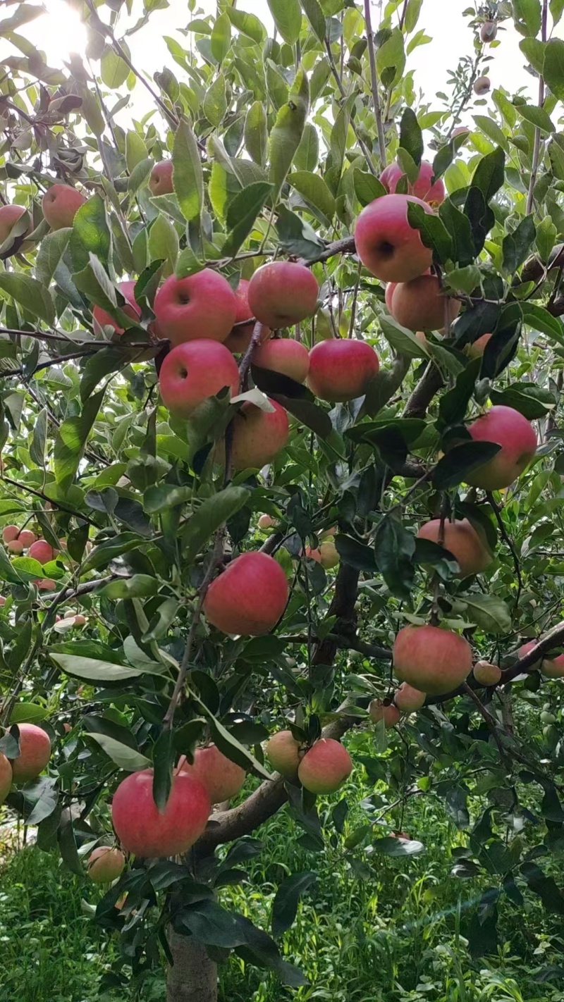 昭通苹果