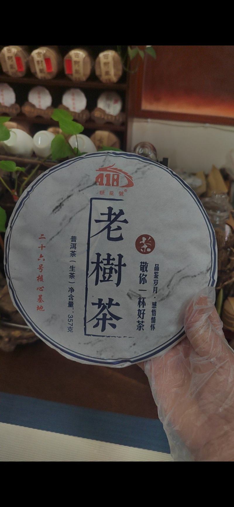 老树茶古树纯料2021年357克饼茶回甘很好买七饼送一饼