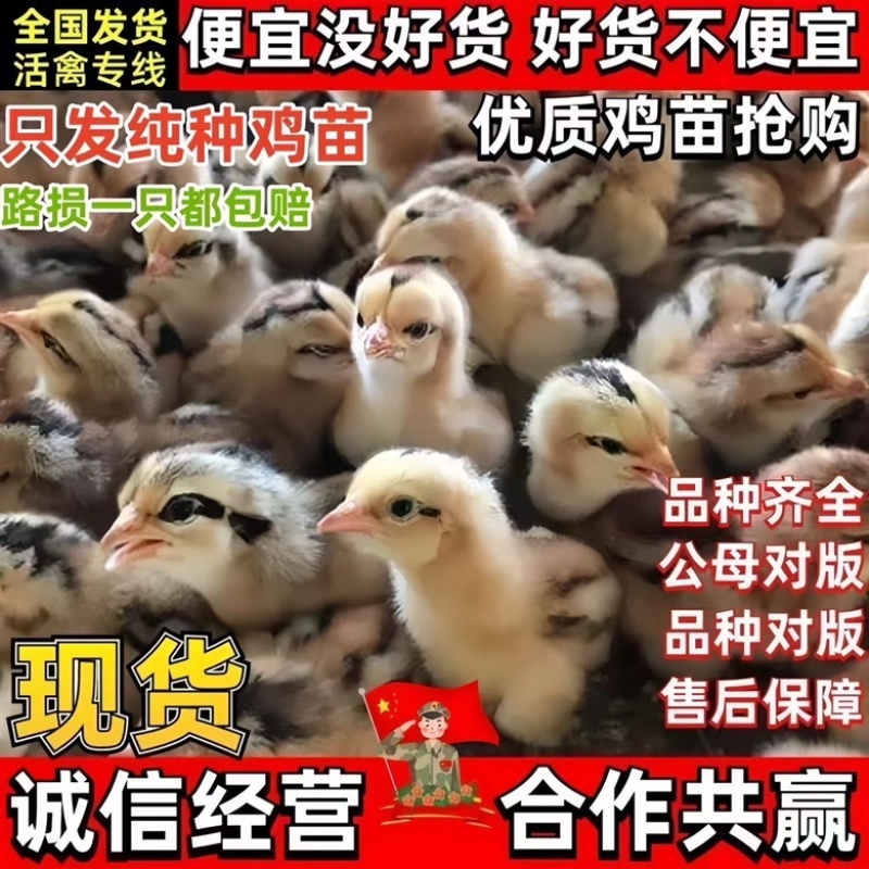 马鞍山土鸡苗包防疫包运输包成活率货到满意付款诚信服务