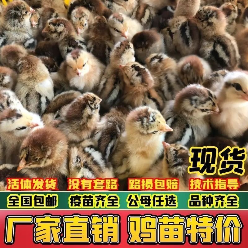 马鞍山土鸡苗包防疫包运输包成活率货到满意付款诚信服务