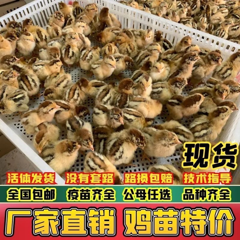 马鞍山土鸡苗包防疫包运输包成活率货到满意付款诚信服务