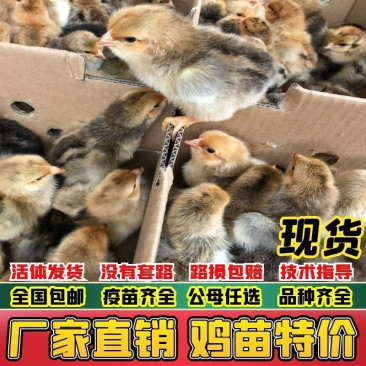 马鞍山土鸡苗包防疫包运输包成活率货到满意付款诚信服务