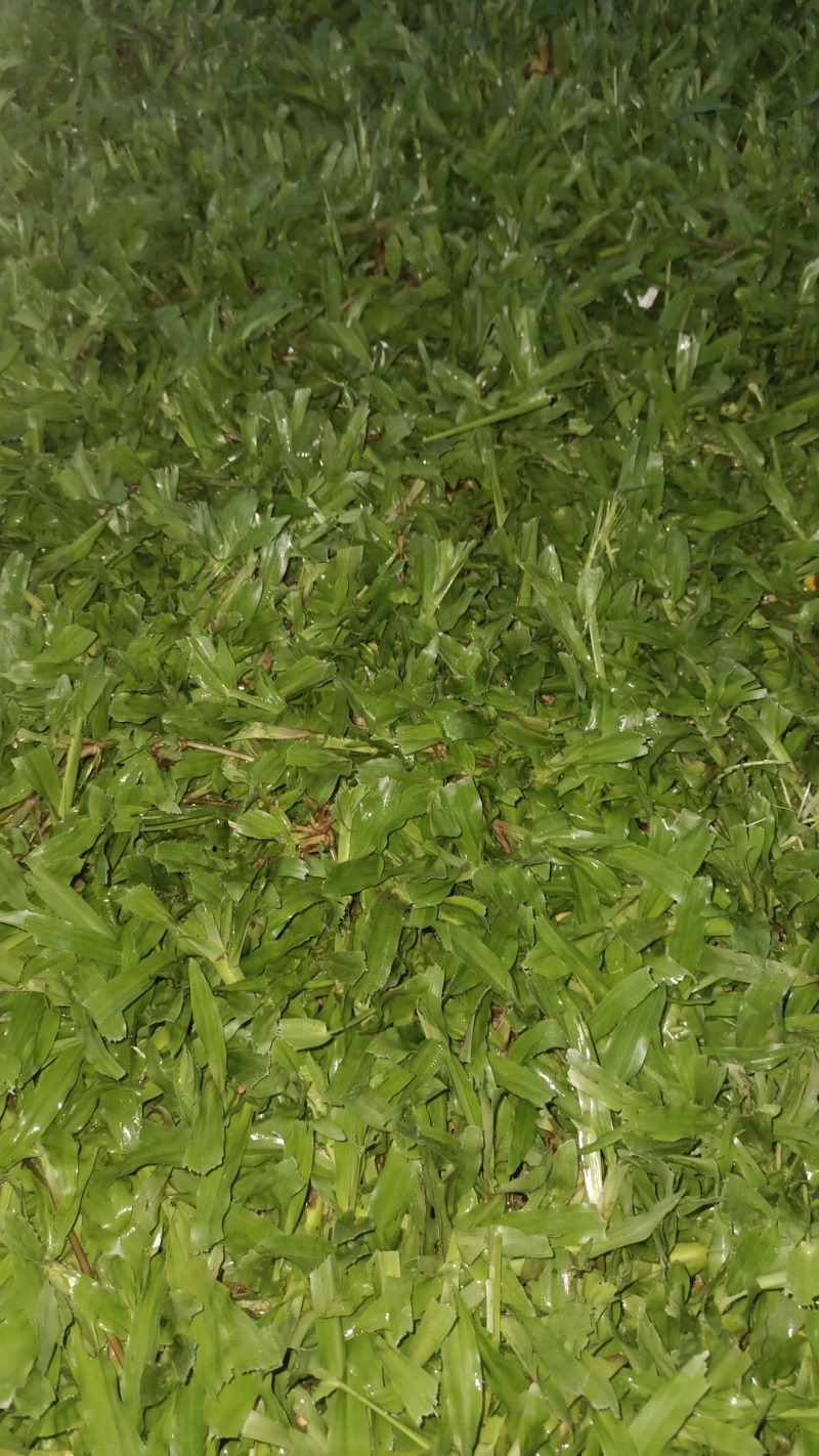 台湾草