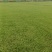 台湾草