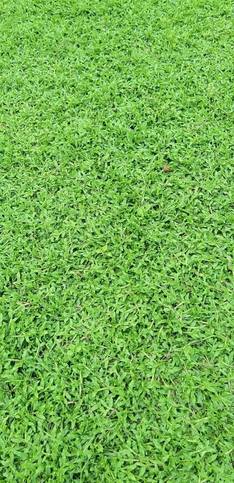 台湾草