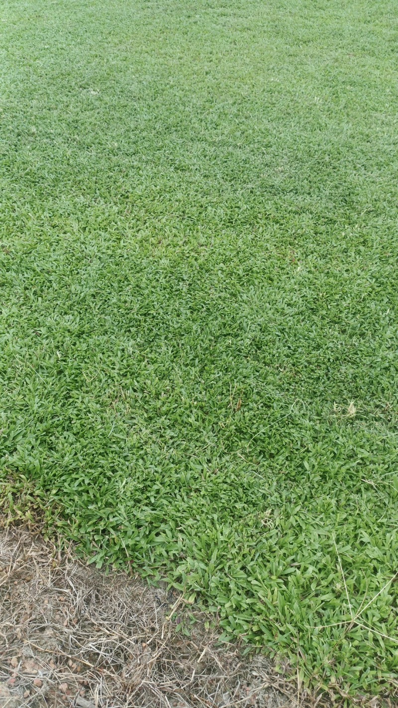 台湾草