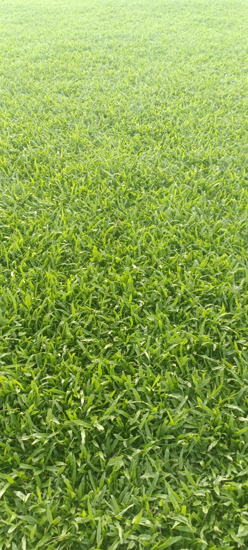 台湾草