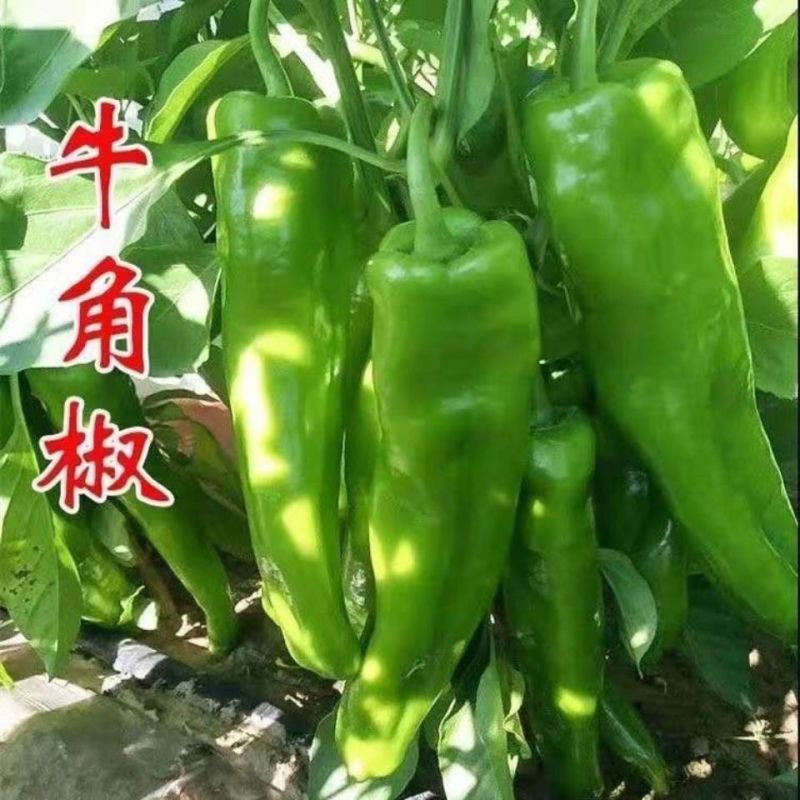 【优选】尖椒现摘现发品质保证产地批发量大从优