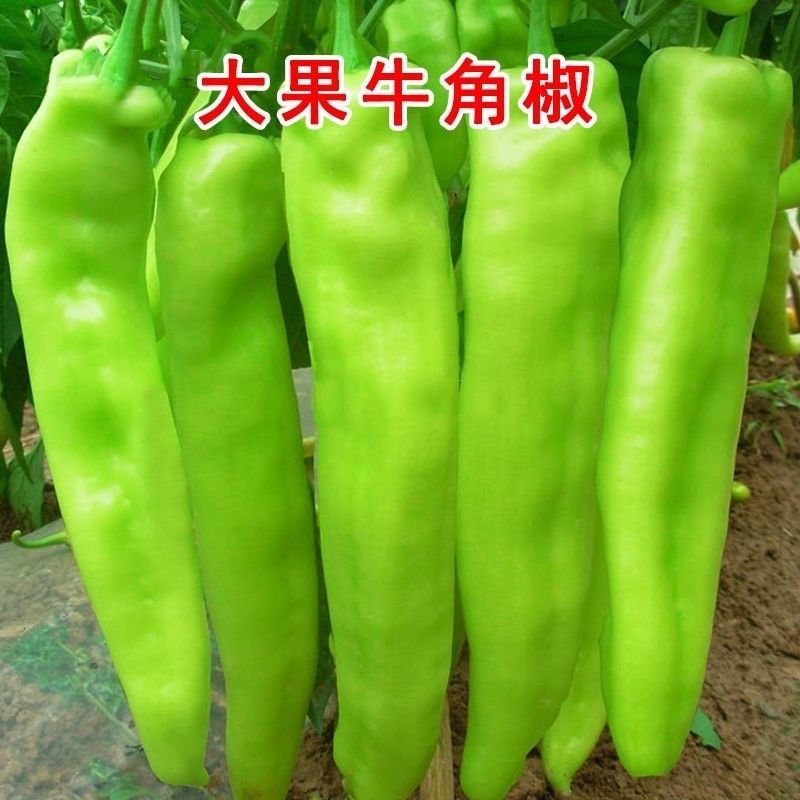 【优选】尖椒现摘现发品质保证产地批发量大从优