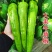 【优选】尖椒现摘现发品质保证产地批发量大从优