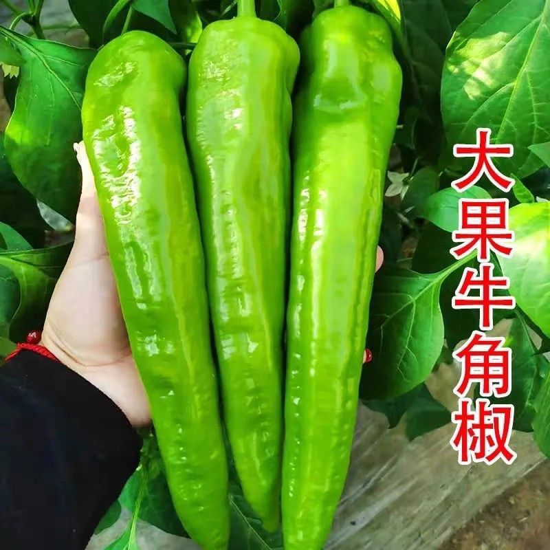 【优选】尖椒现摘现发品质保证产地批发量大从优