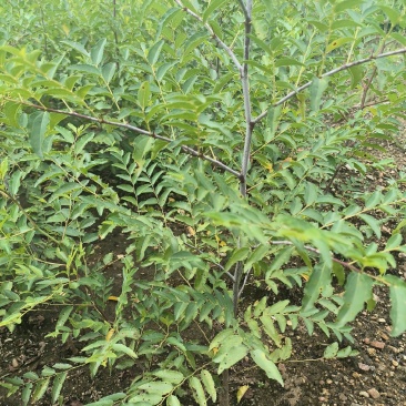 酸枣苗药用酸枣1-3年苗酸枣种子苗嫁接苗