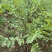 酸枣苗药用酸枣1-3年苗酸枣种子苗嫁接苗