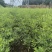酸枣苗药用酸枣1-3年苗酸枣种子苗嫁接苗