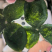 三