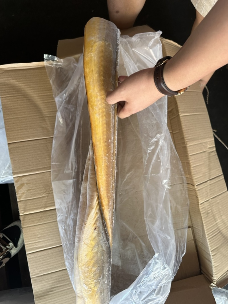 黄鳗3000/5000开肚
