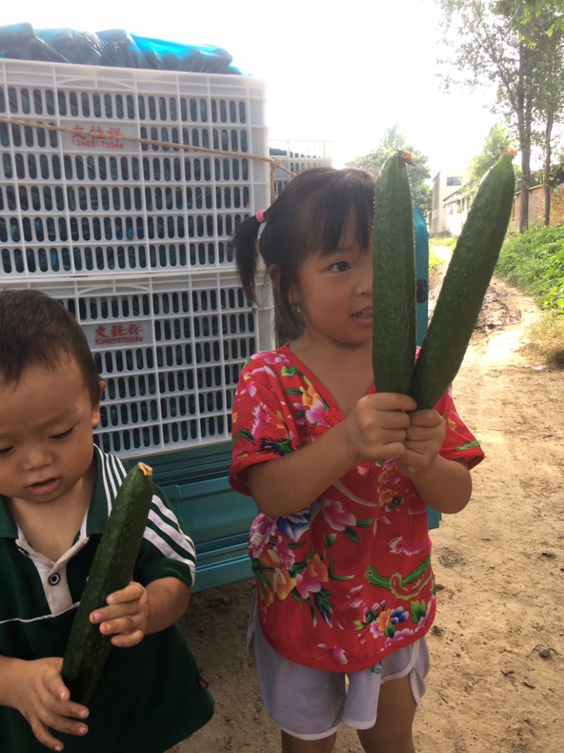 山东莘县产地直发短把密刺黄瓜货量充足可视频看货